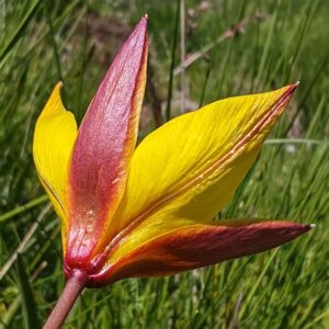 Tulipe des bois - Tépale