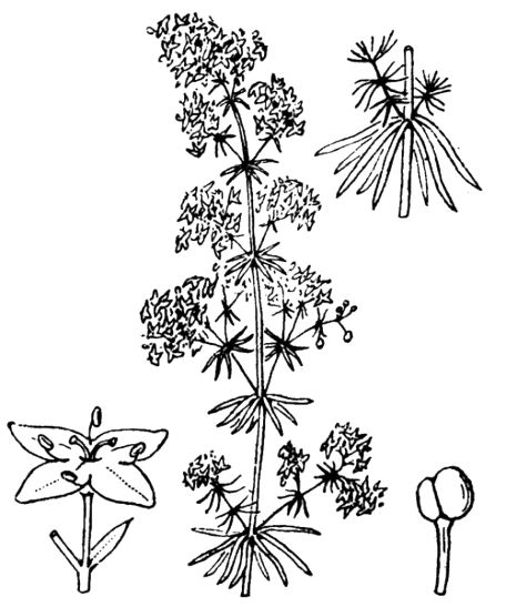 Flore de Coste - Galium verum Flore de Coste - Galium verum