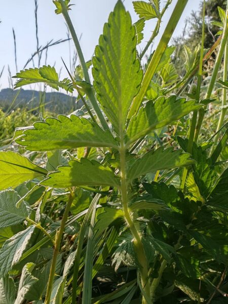 Aigremoine eupatoire - Feuille composé