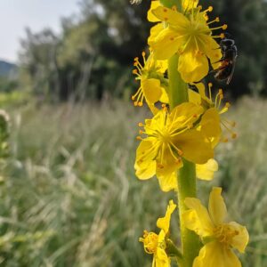 Aigremoine eupatoire, grappes de fleurs allongées