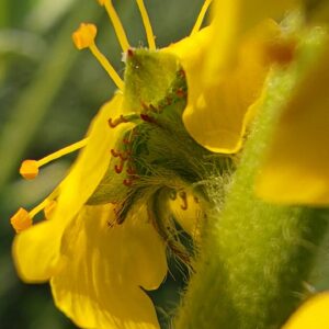 Aigremoine eupatoire, Calice