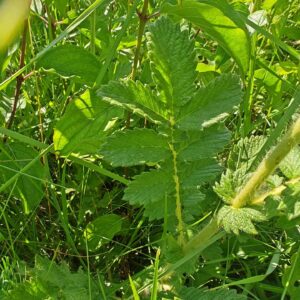 Aigremoine eupatoire - Feuille