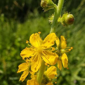 Aigremoine eupatoire, Fleur
