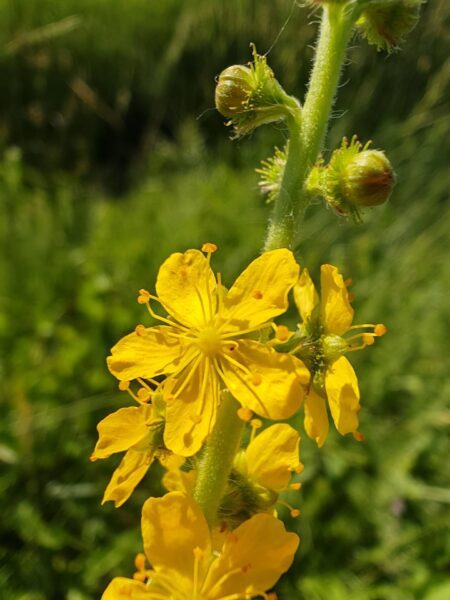 Aigremoine eupatoire