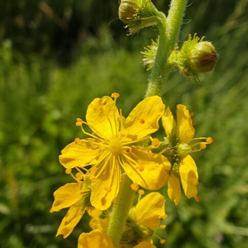 Aigremoine eupatoire, Fleur
