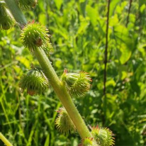 Aigremoine eupatoire - Fruits
