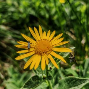 Arnica - Capitule