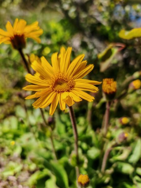 Arnica