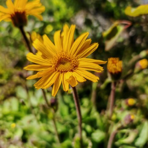 Arnica - Inflorescence
