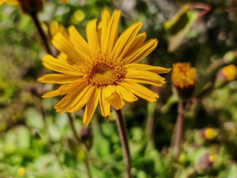 Arnica