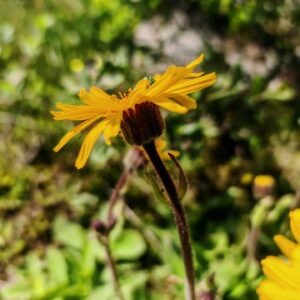 Arnica - Calice