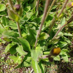 Arnica - Feuilles basales