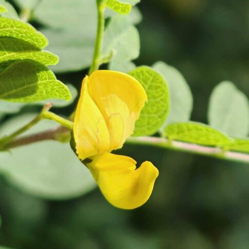 Baguenaudier - Fleur