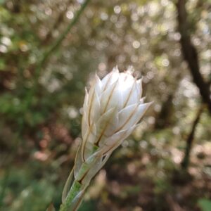 Catananche bleue - Inflorescence