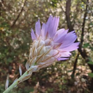Catananche bleue - Bractées