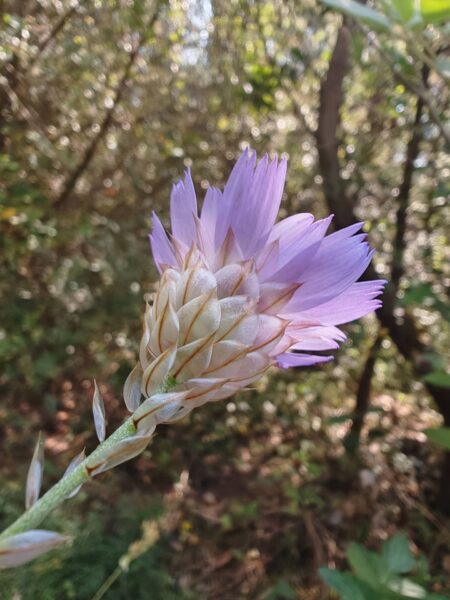 Catananche bleue - Bractées