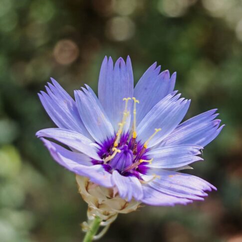 Catananche bleue- Fleurs