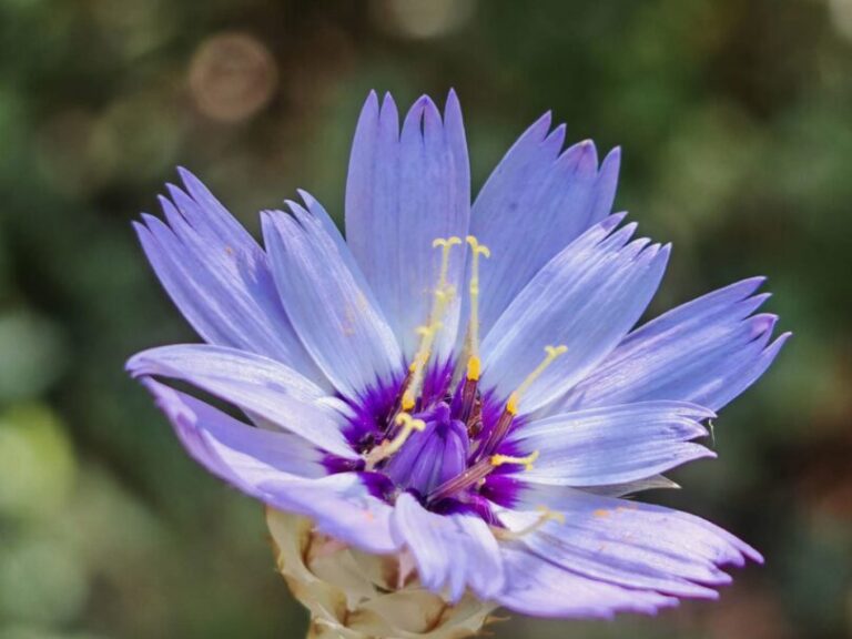 Catananche bleue