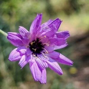 Catananche bleue - Fleurs violacées