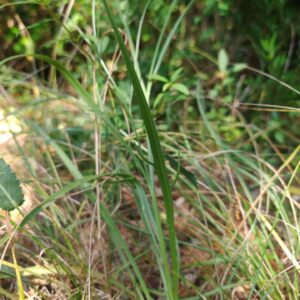 Catananche bleue - Feuille