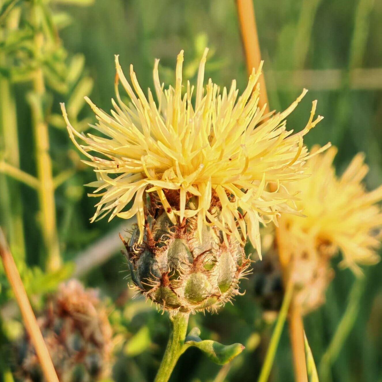 Centaurée des collines - Inflorescence en capitule