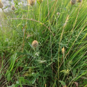 Centaurée des collines - Plante entière
