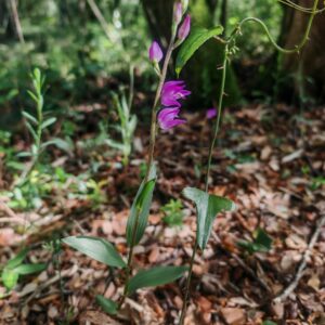 Céphalanthère rouge - Plante entière