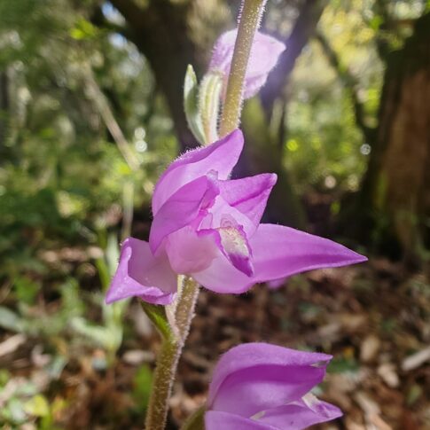 Céphalanthère rouge - Fleur