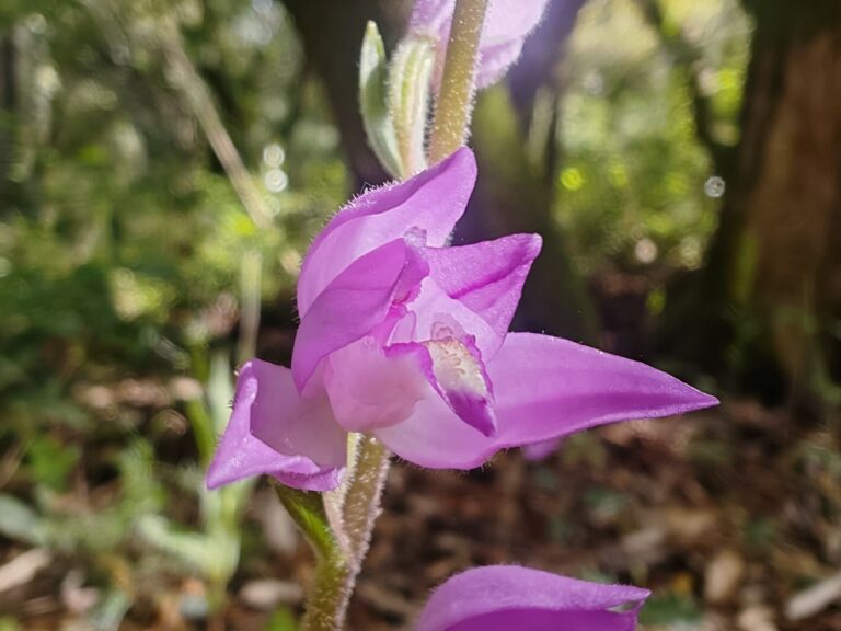 Céphalanthère rouge