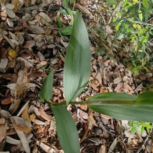 Céphalanthère rouge - Feuilles