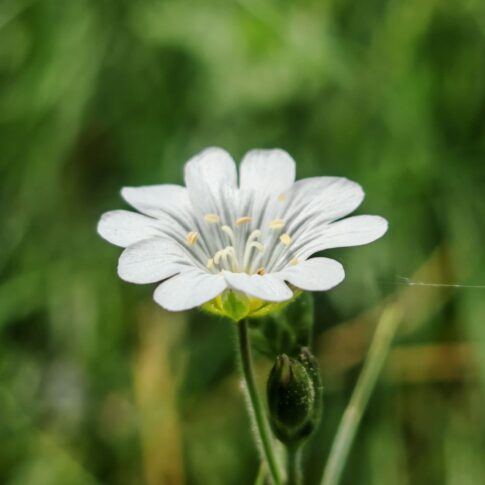 Céraiste des champs - Fleur
