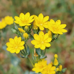 Chlore perfoliée - Corymbe