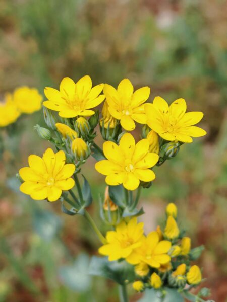 Chlore perfoliée