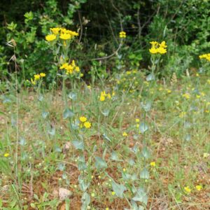 Chlore perfoliée - Plantes entières