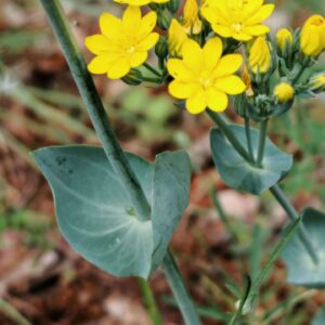 Chlore perfoliée - Feuilles