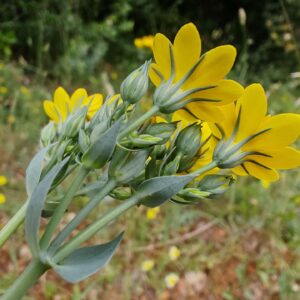 Chlore perfoliée - Calices