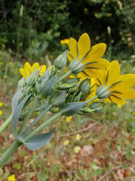 Chlore perfoliée
