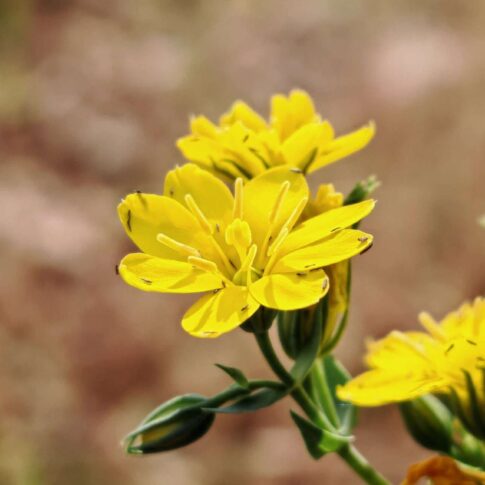 Chlore perfoliée - Fleur