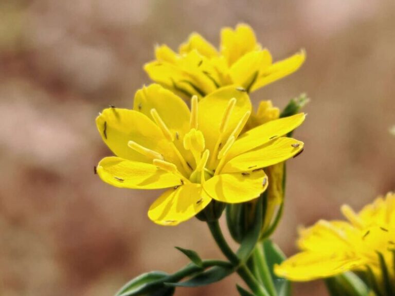Chlore perfoliée