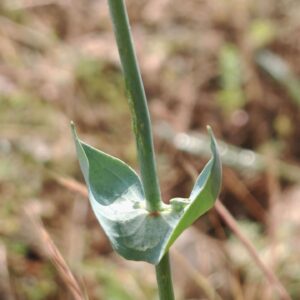 Chlore perfoliée - Feuilles opposées