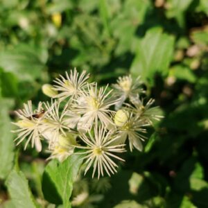 Clématite des haies - Panicules