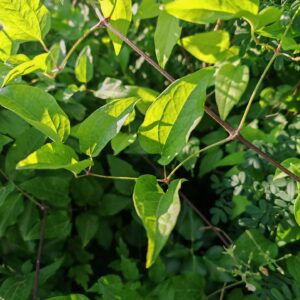 Clématite des haies - Feuilles