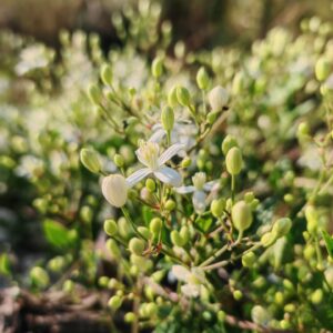 Clématite des haies - Inflorescence en bouton