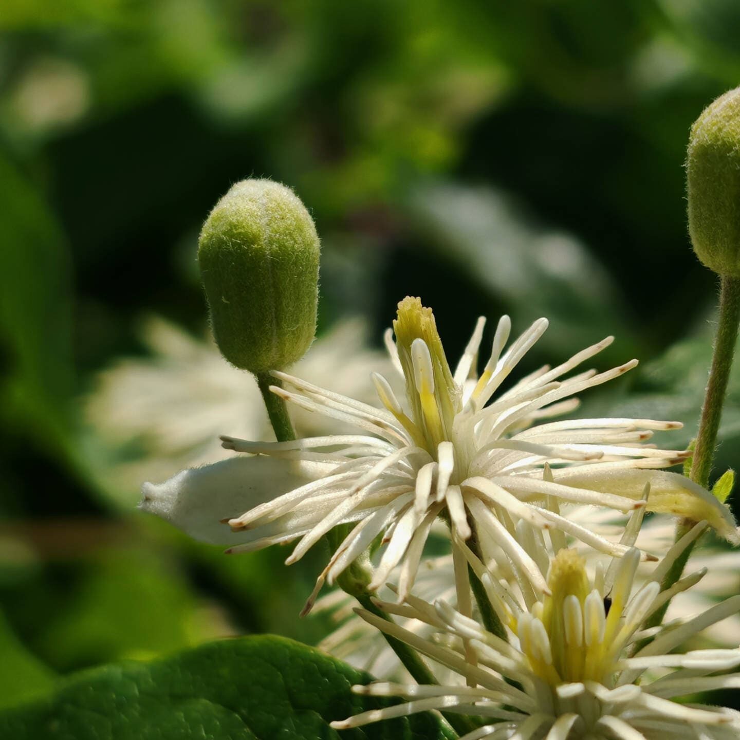 Clématite des haies - Fleur