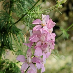 Dauphinelle d'Ajax - Grappe de fleurs