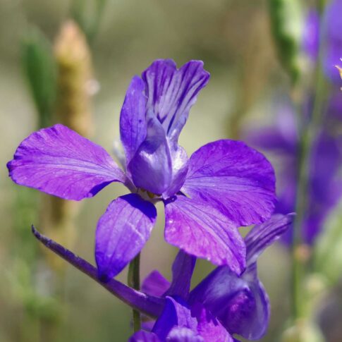 Dauphinelle d'Ajax - Fleur violette