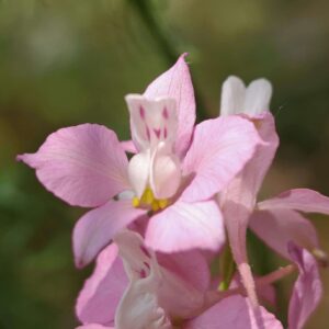 Dauphinelle d'Ajax - Fleur rose