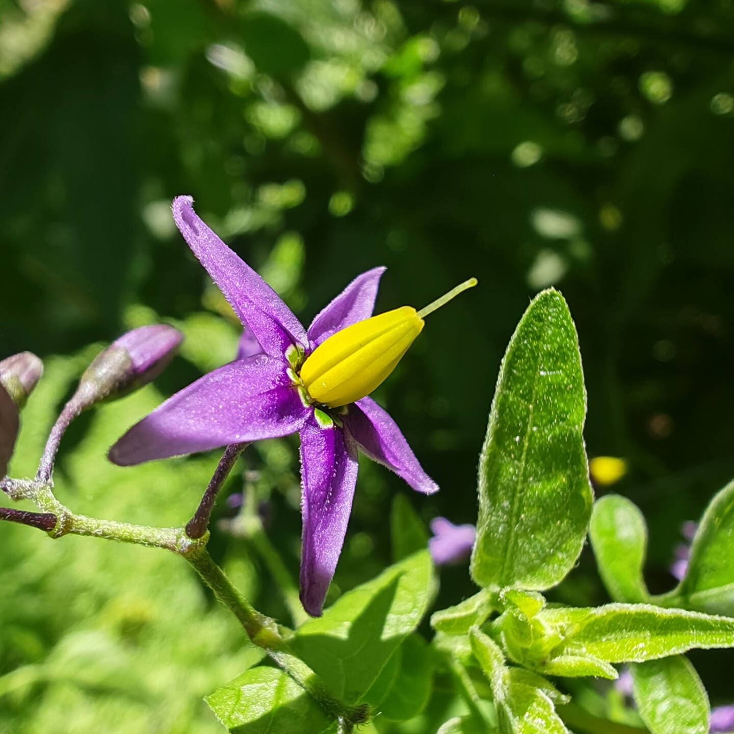 Douce amère - Fleur étoilée