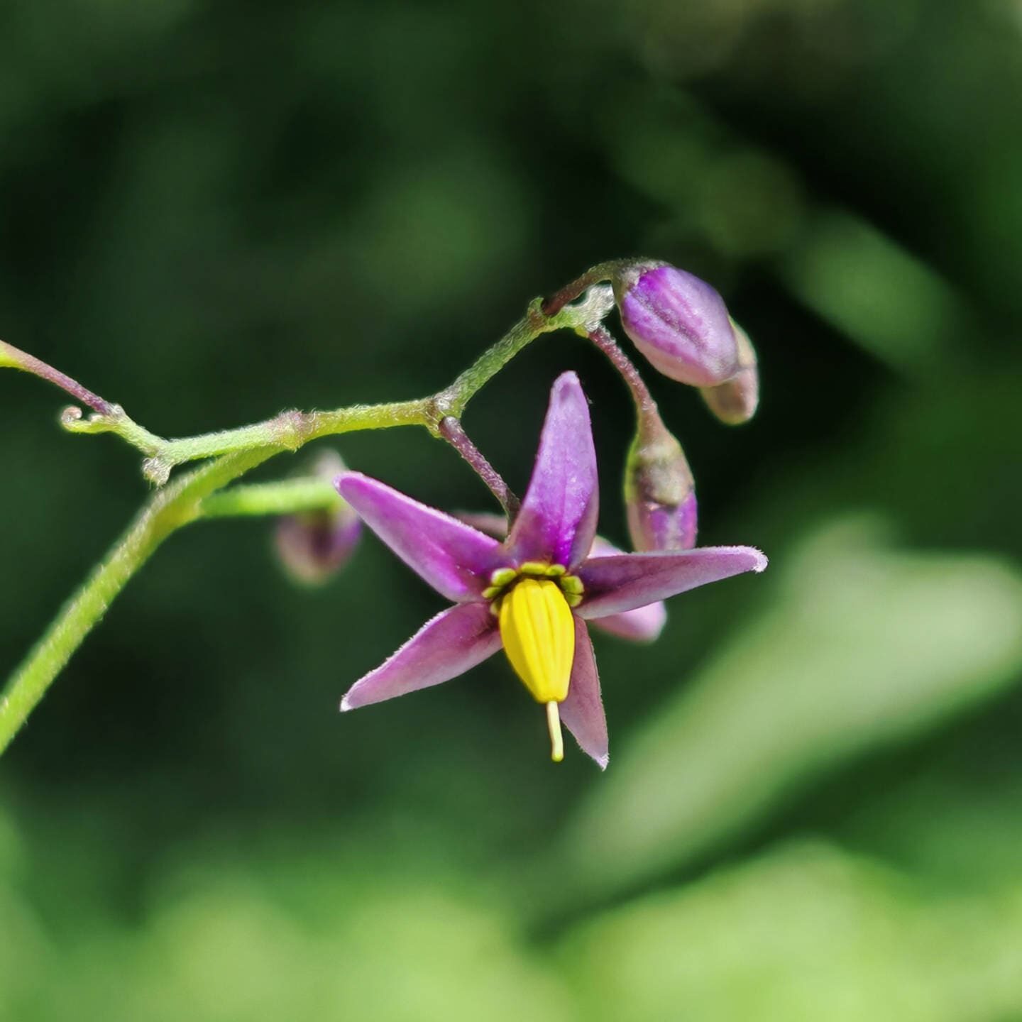 Douce amère - Fleur