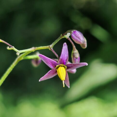 Douce amère - Fleur